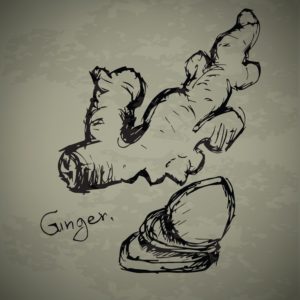 Ginger sketch drawing on grunge