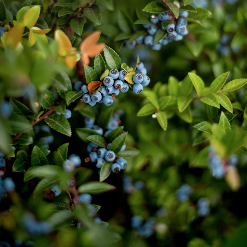 wyman's wild blueberries