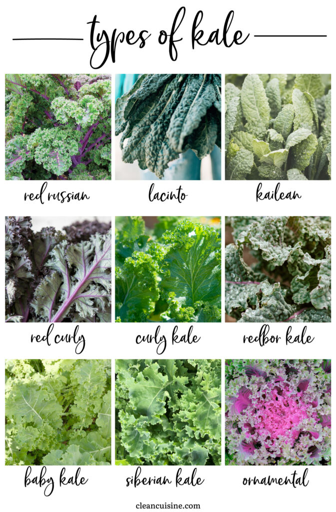 different types of kale